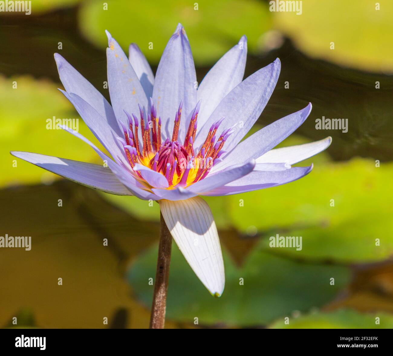 Waterlily, Nymphaea 'Margaret Mary' al Mercer Arboretum e Giardini Botanici a Spring, Texas. Foto Stock