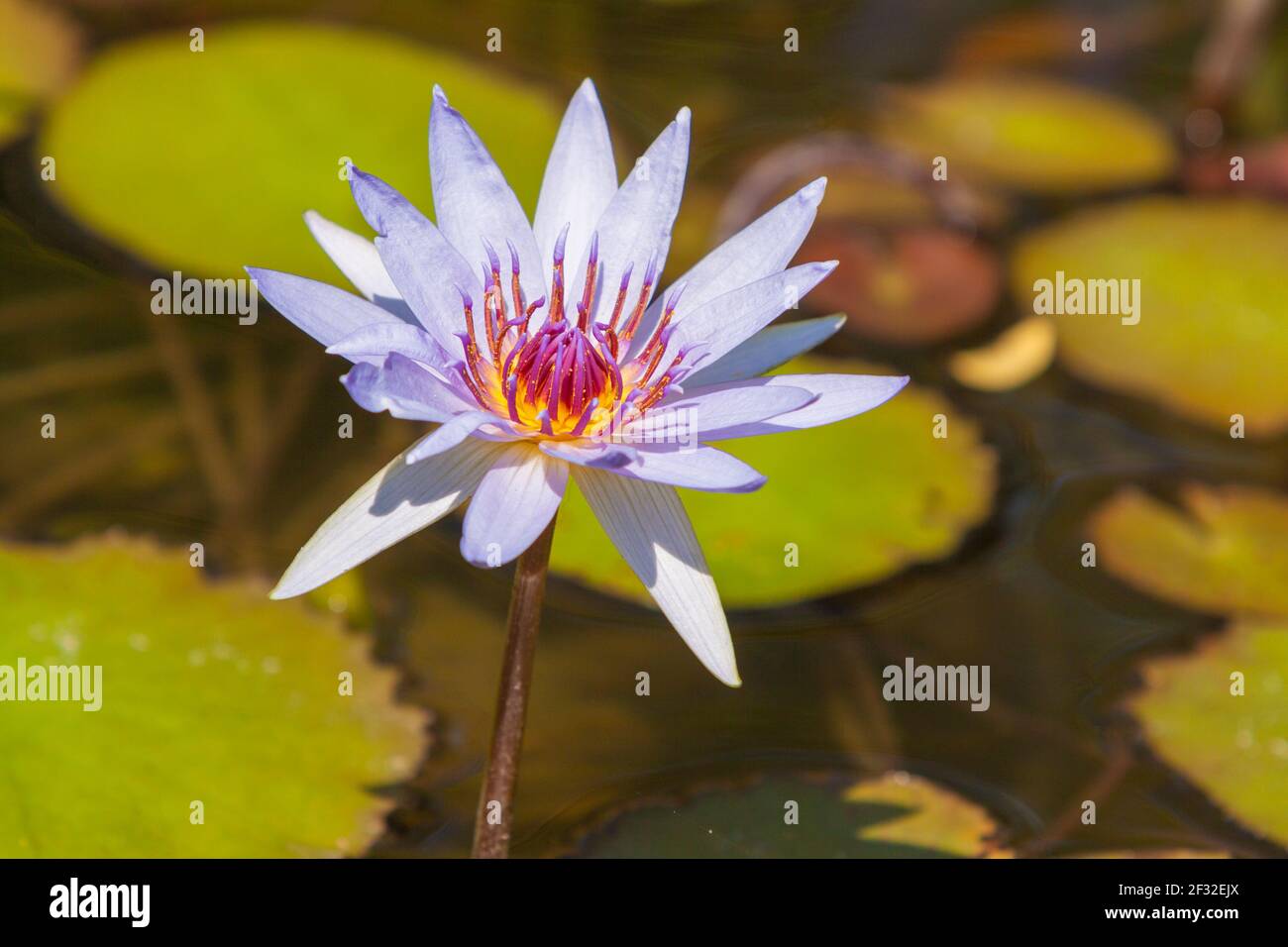 Waterlily, Nymphaea 'Margaret Mary' al Mercer Arboretum e Giardini Botanici a Spring, Texas. Foto Stock