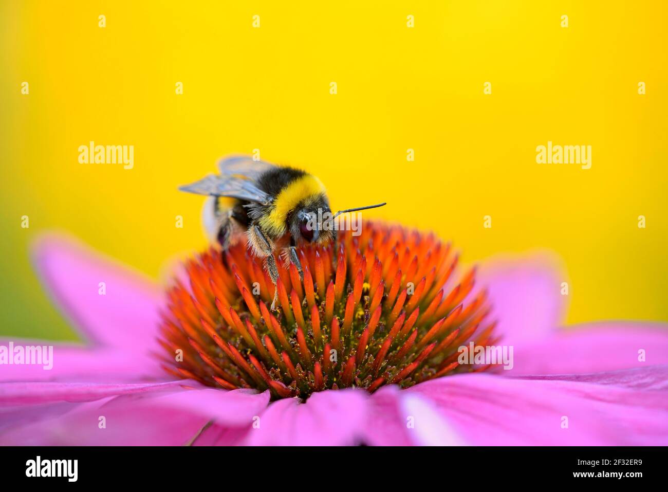 Bumblebee di terra grande (Bombus terrestris) seduta su un fiore, fiore di coneflower viola (Echinacea purpurea), Nord Reno-Westfalia, Germania Foto Stock Bumblebee di terra grande (Bombus terrestris) seduta su un fiore, fiore di coneflower viola (Echinacea purpurea), Nord Reno-Westfalia, Germania Foto Stock
