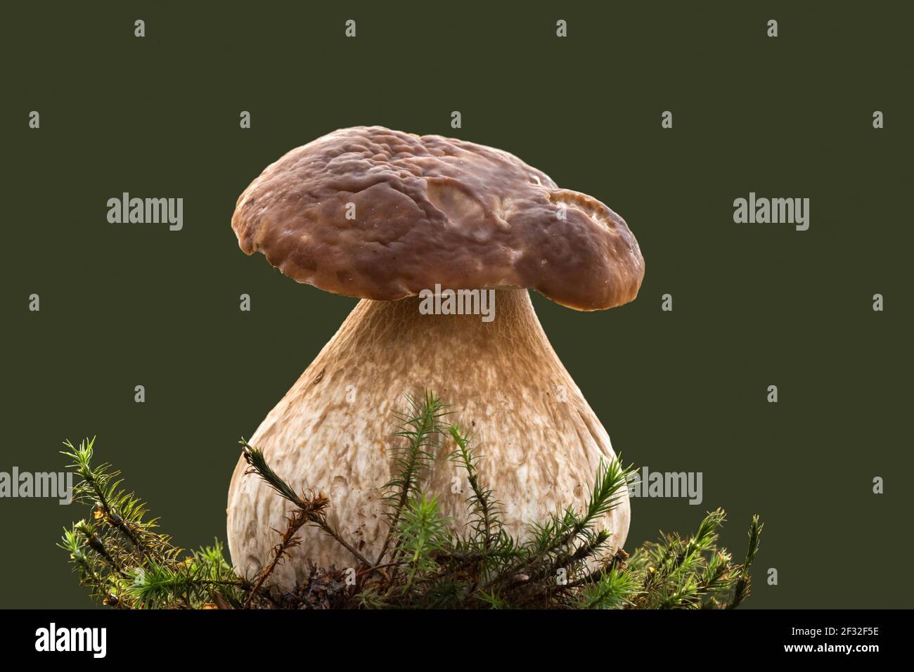 Re bolete (Boletus edulis), commestibile, fungo, Meclenburg-Vorpommern, Germania Foto Stock