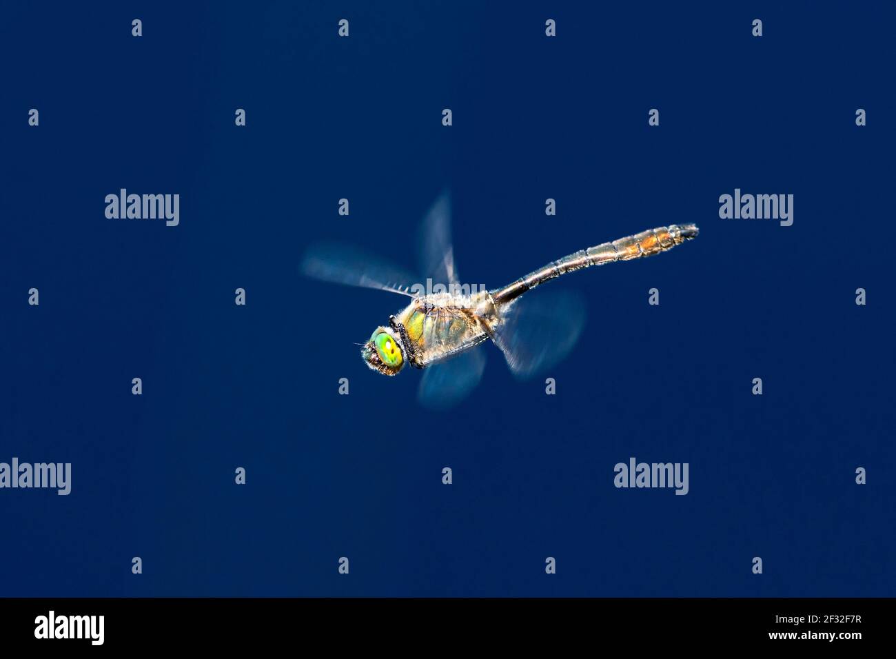 Smeraldo discendente (Cordulia aenea), libellula, Wolgast, Mecklenburg-Vorpommern, Germania Foto Stock