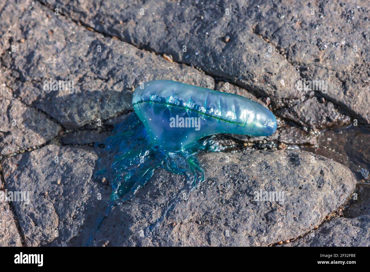 Portoghese Man o' War (Physalia physalis), Fuerteventura, Isole Canarie, Spagna Foto Stock