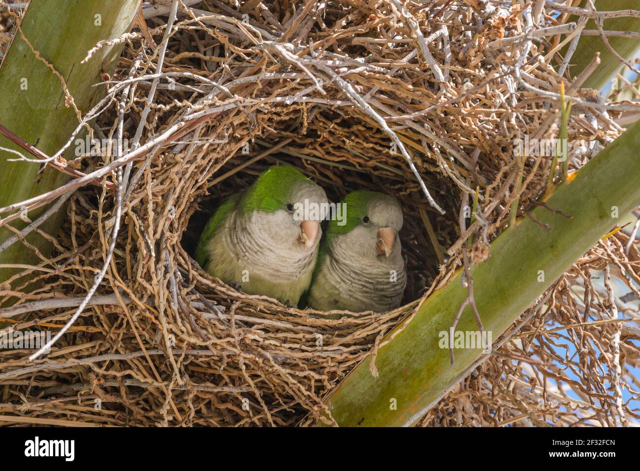 Monk Parakeet (Myiopsitta monachus), in Nest, Fuerteventura, Isole Canarie, Spagna Foto Stock