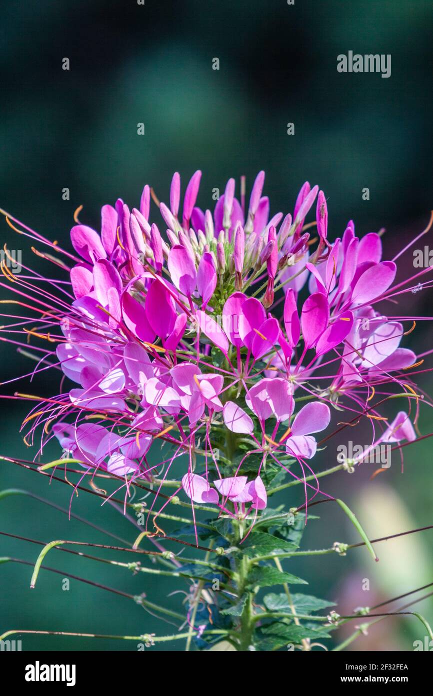 Spider Flower, Cleome Hassleriana, al Mercer Arboretum e Giardini Botanici di Spring, Texas. Foto Stock
