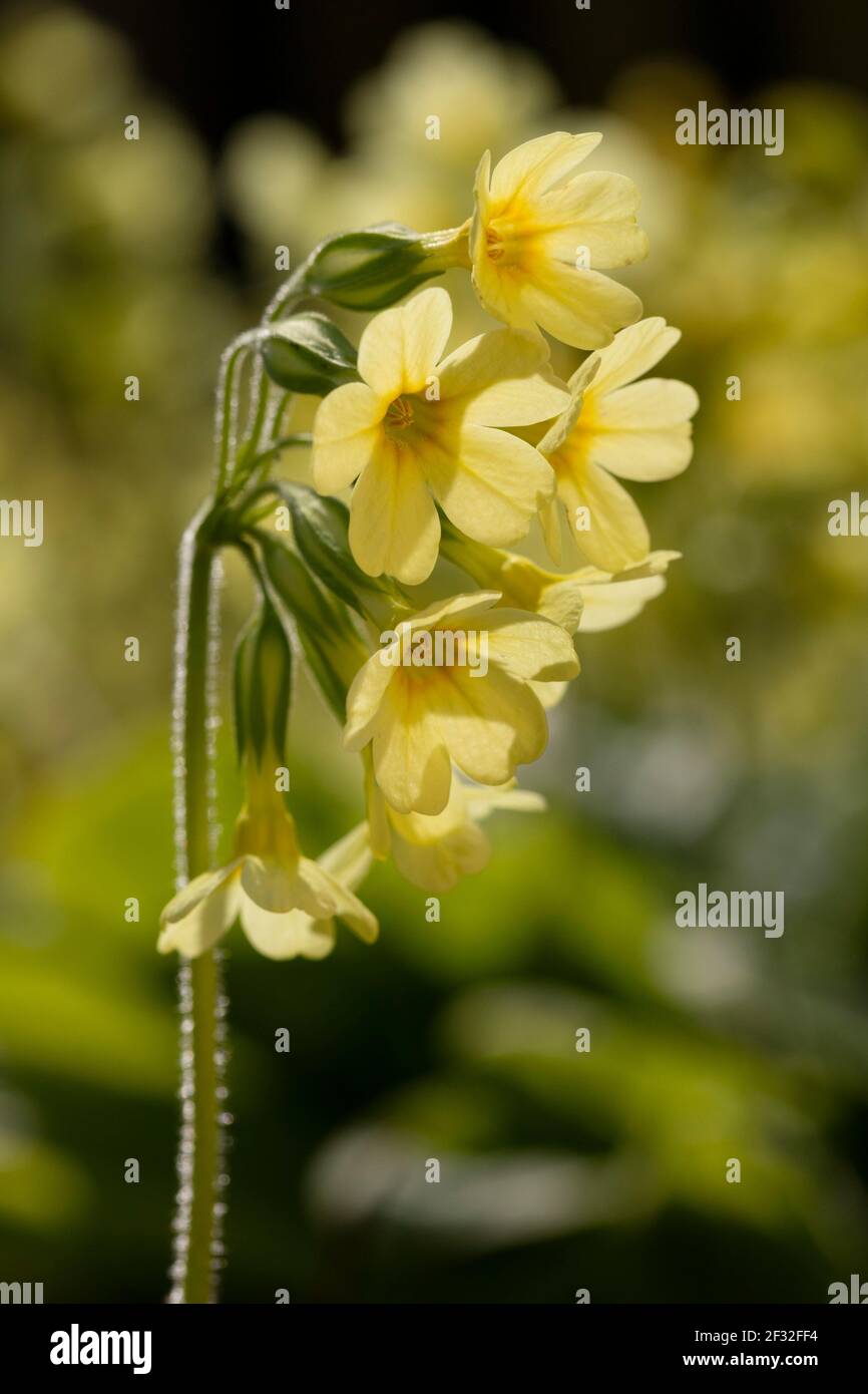 Lossalpina vera (Primula elatior) Foto Stock