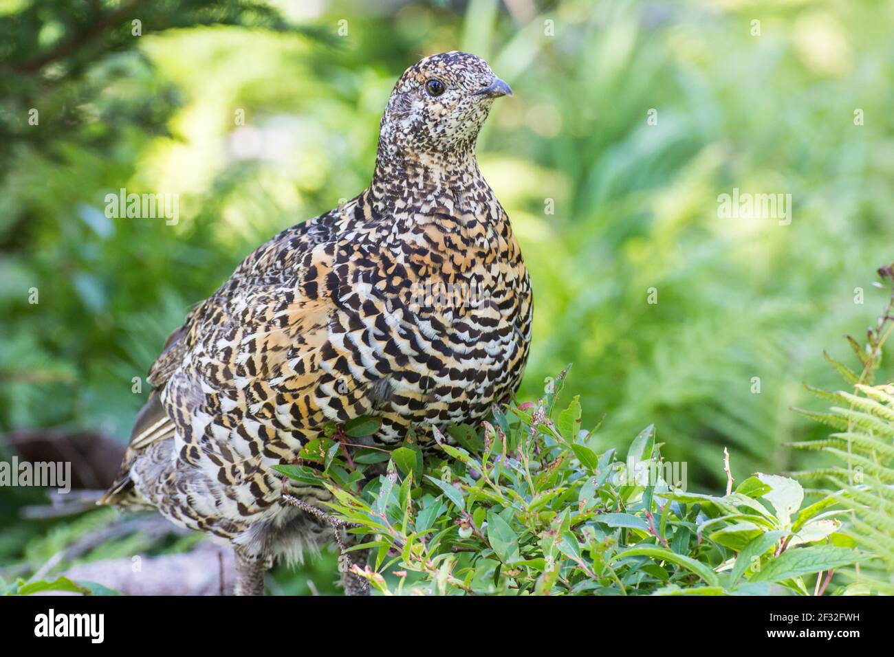 Canada Grouse (Falcipennis canadensis), uccello di pollo, Skyline Trail, Cape Breton National Park, Capo Brito, Islanda, Canada Foto Stock