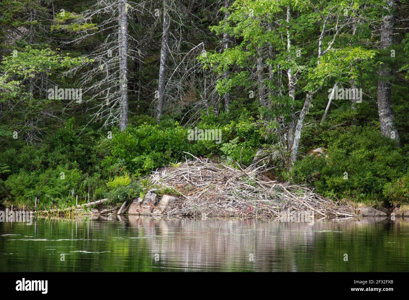 Il castello di castoro, parte inferiore sabbiosa Lago, West Springhill, Nova Scotia, Canada Foto Stock