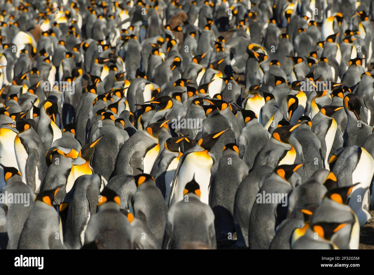 Volontaries Point, King Penguin (Atenodytes patagonicus), Colony, Falkland Islands, Regno Unito Foto Stock