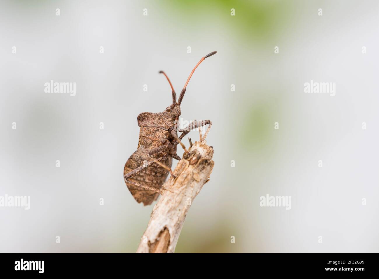 Dock bug (Coreus marginatus), Hannover, bassa Sassonia, Germania Foto Stock