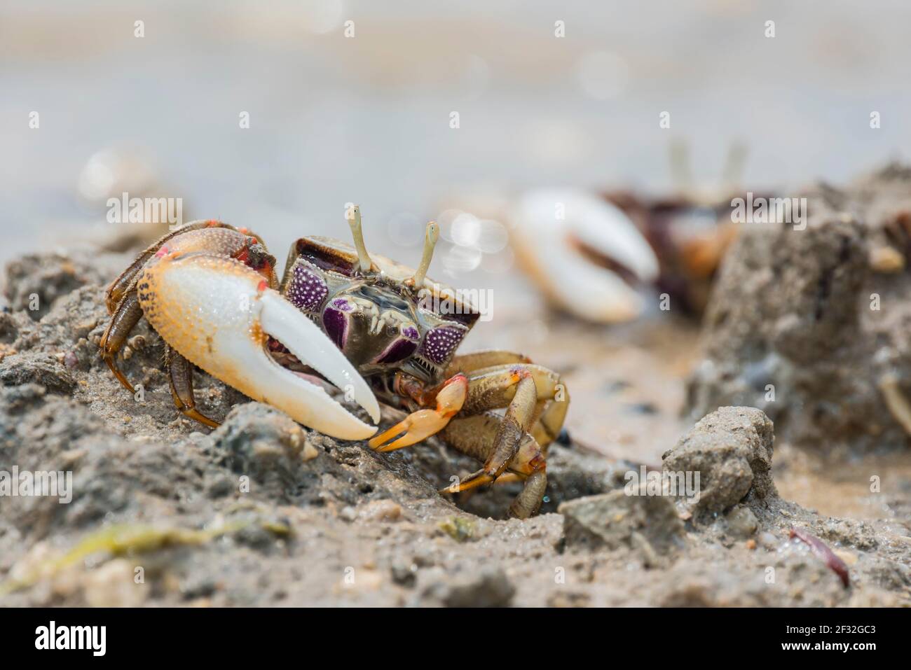 Il granchio europeo dei bambini, Marismas de Sancti Petri, Andalusia (Uca tangeri), Spagna Foto Stock