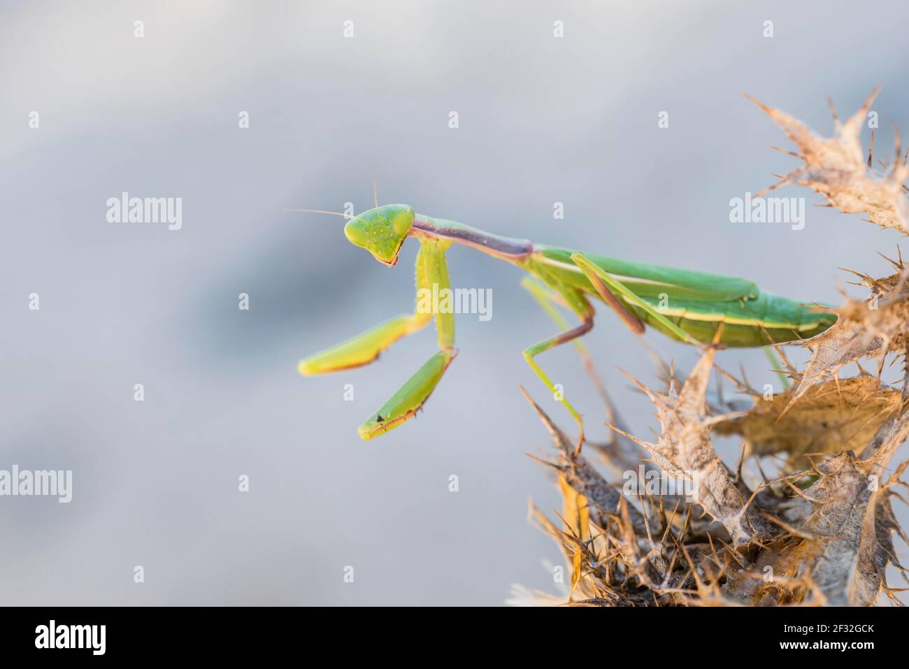 Mantis oratorio mediterraneo (Iris oratoria oratoria), Sancti Petri, Andalusia, Spagna Foto Stock