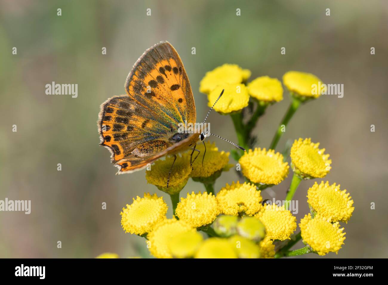 Ducat fuoco farfalla femmina, Lueneburg, bassa Sassonia (Lycaena virgaureae), Germania Foto Stock