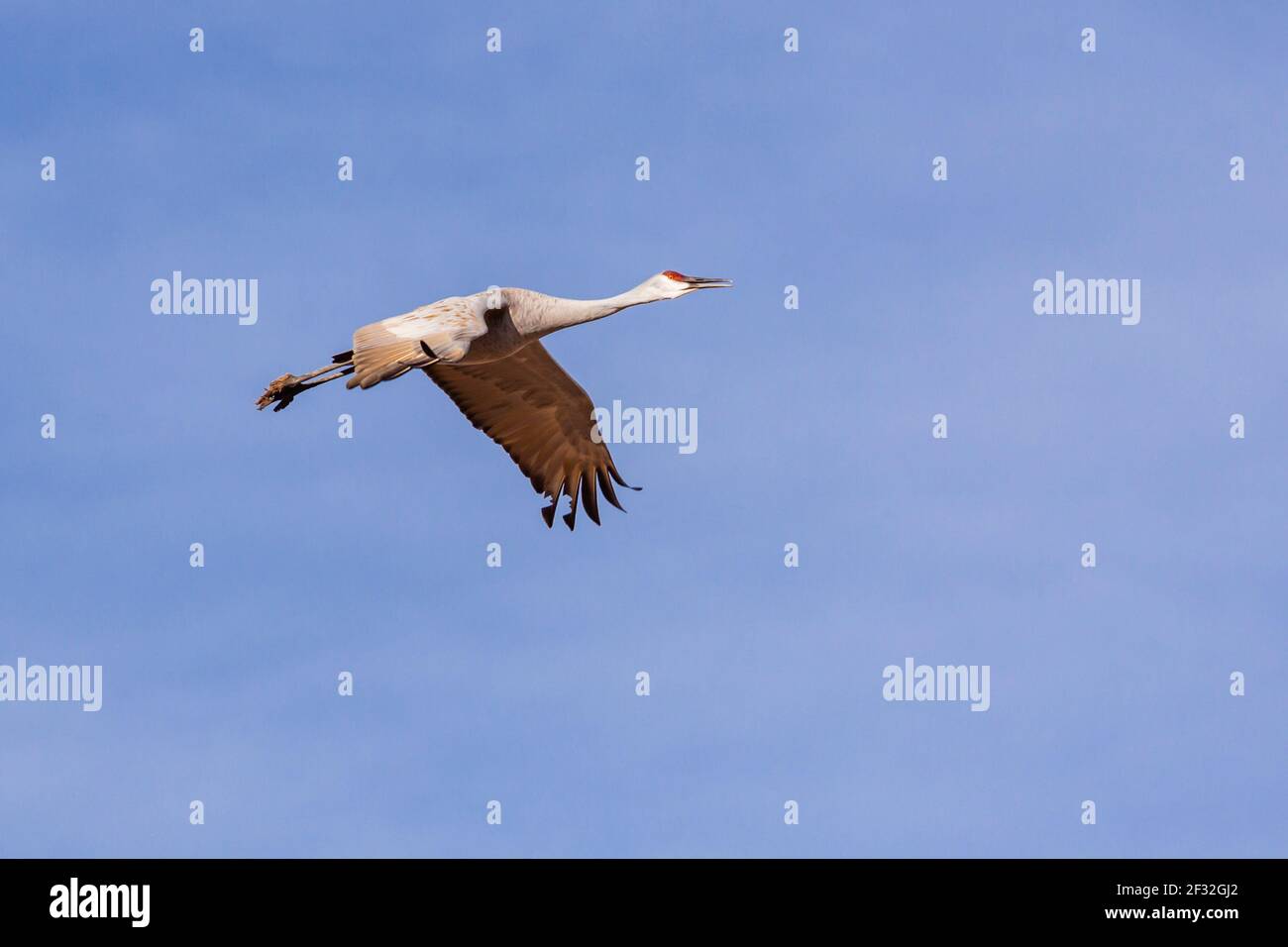 Sandhill Cranes, Grus canadensis, in prima mattina luce al Bosque del Apache National Wildlife Refuge nel New Mexico. Foto Stock