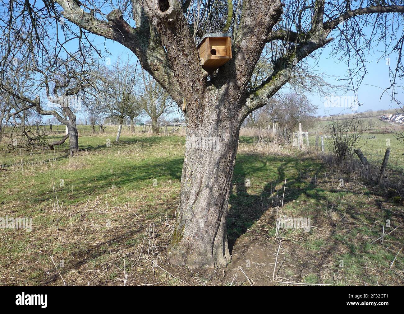 Piccolo gufo (Athene noctua), piccolo gufo in albero da frutta, Nord Reno-Westfalia, Germania Foto Stock