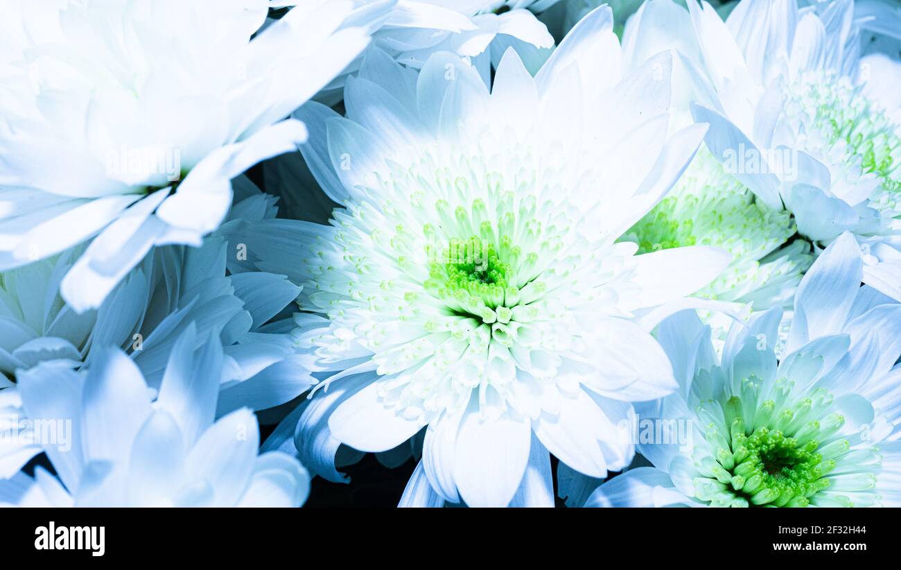 Sfondo floreale congratulatorio. Un grande bouquet di crisantemi bianchi. Stile country con motivo floreale naturale. Foto Stock