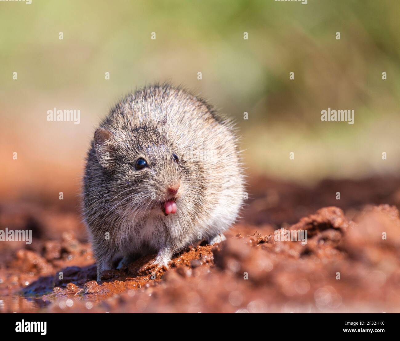 Topolino messicano spinoso venire per l'acqua a uno stagno su un ranch nel Texas del Sud. Foto Stock