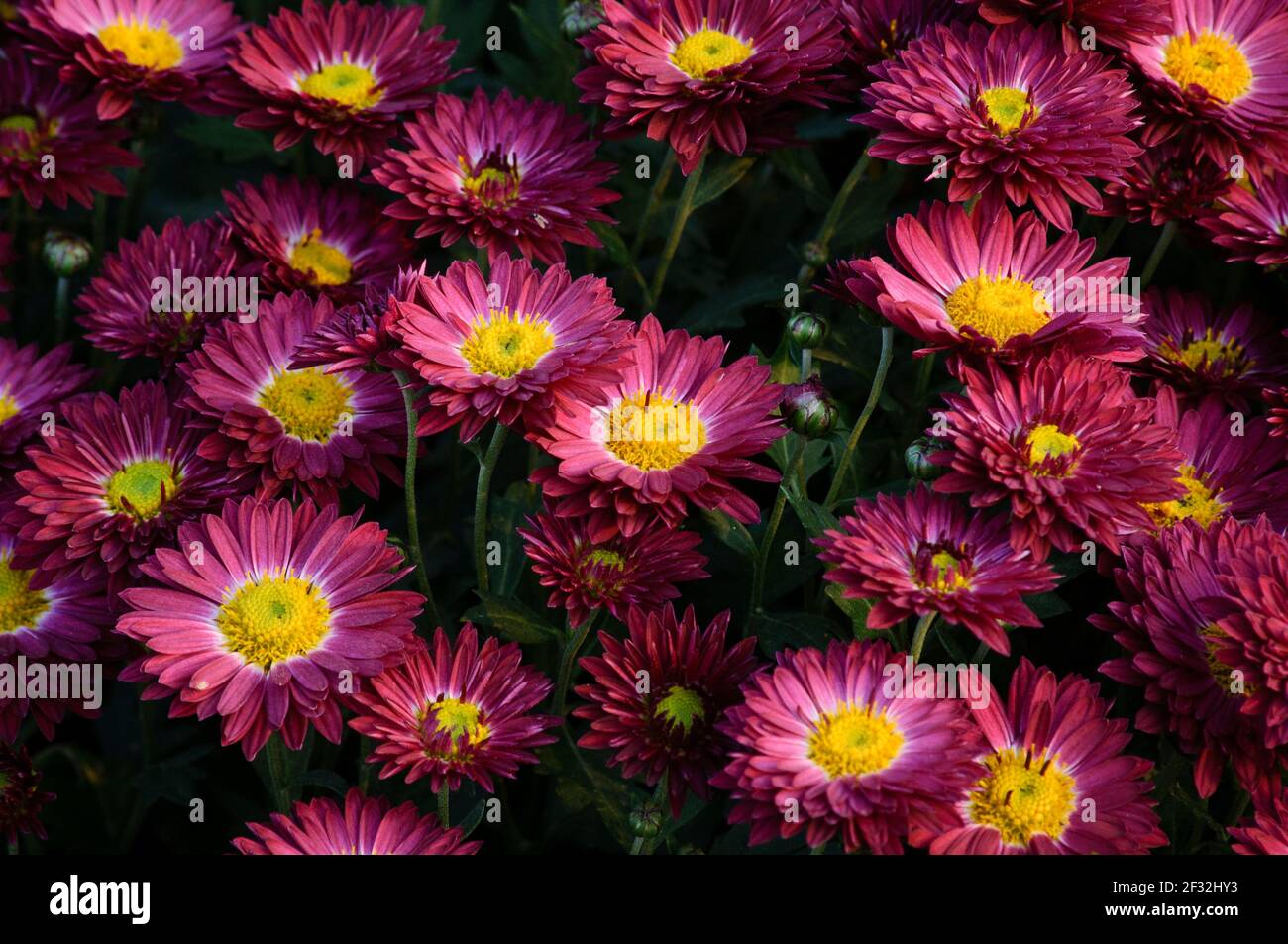 Bellissimi fiori colorati di crisantemi Foto Stock