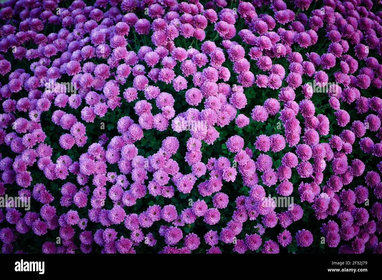 Bellissimi fiori colorati di crisantemi Foto Stock