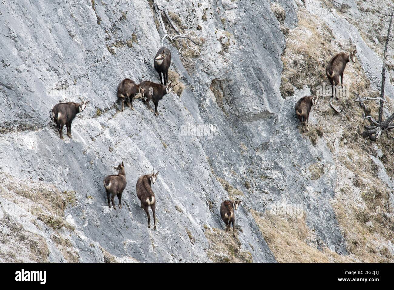 Camosci, mandria di camosci con caprini e camosci in terreno roccioso, Tirolo, Austria Foto Stock