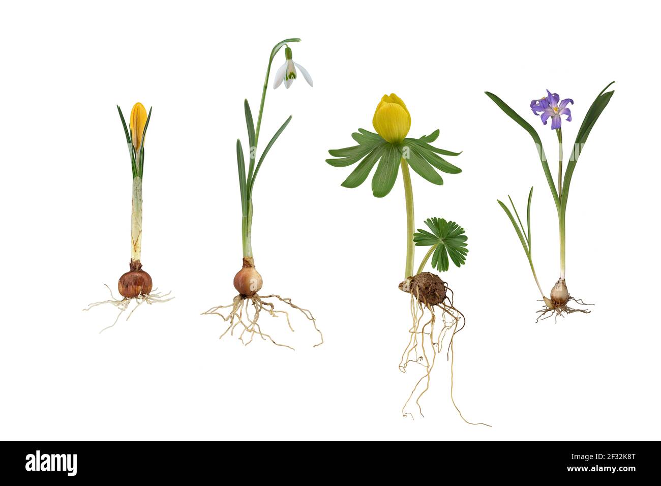 Piante in fiore: Crocus (Crocus chrysanthus), Snowdrop (Galanthus), Aconite invernale (Eranthis hyemalis), giacinto stellare comune (Chionodoxa Foto Stock