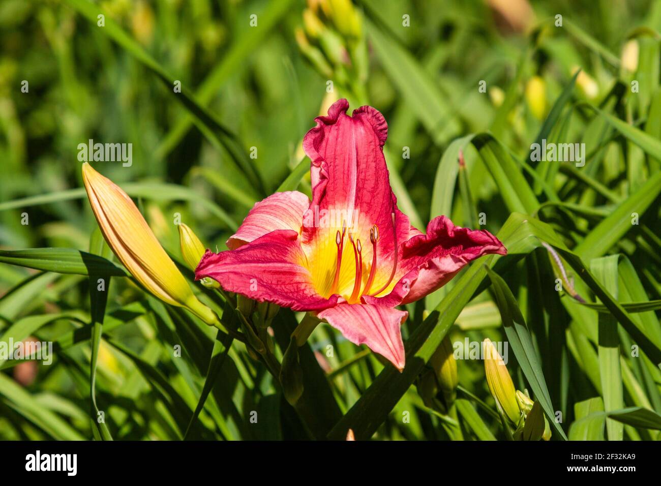 Daylily al Mercer Arboretum e ai Giardini Botanici di Spring, Texas. Foto Stock