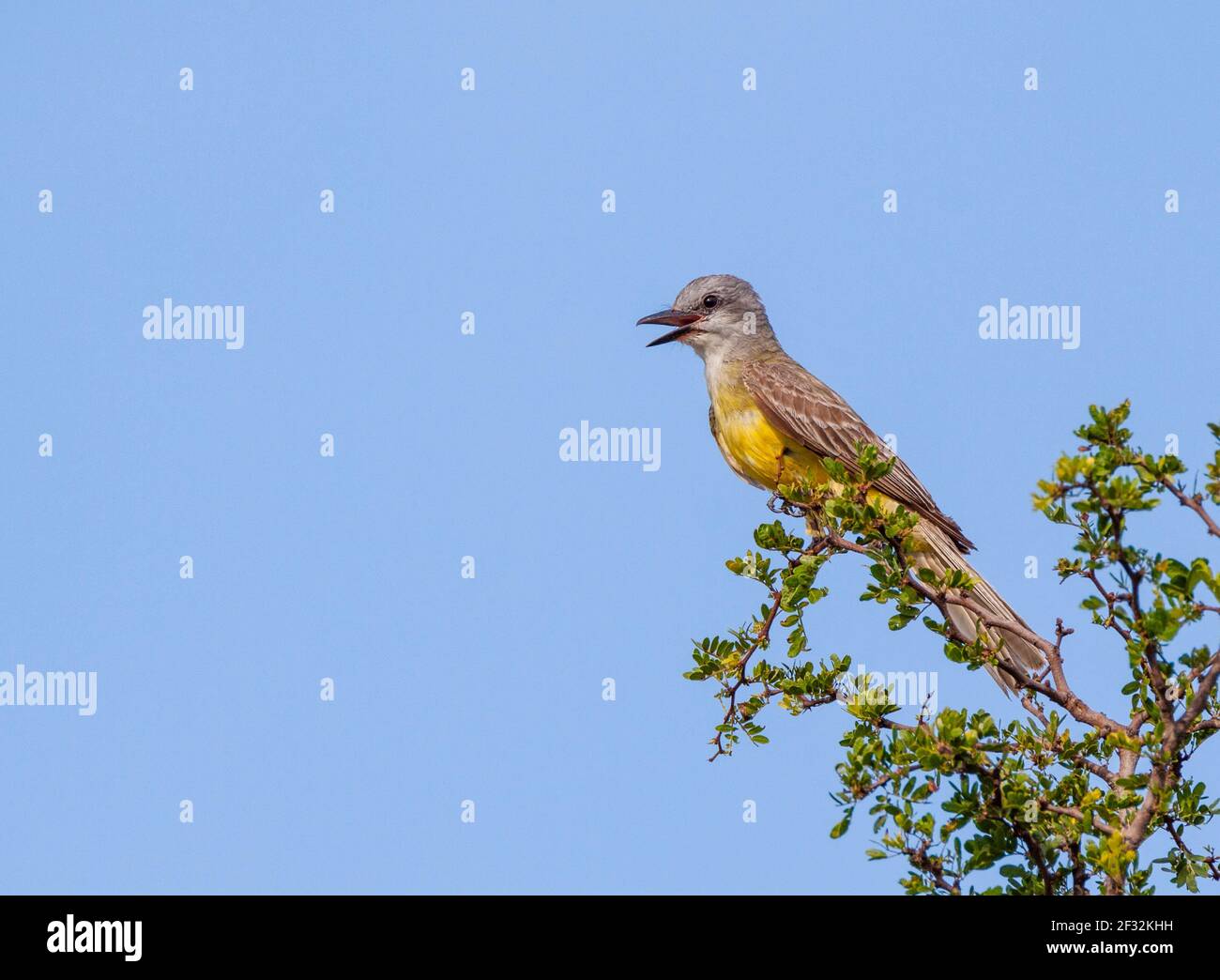 Il lettino Kingbird, Tyrannus couchii, su un ranch in Texas del Sud. Foto Stock