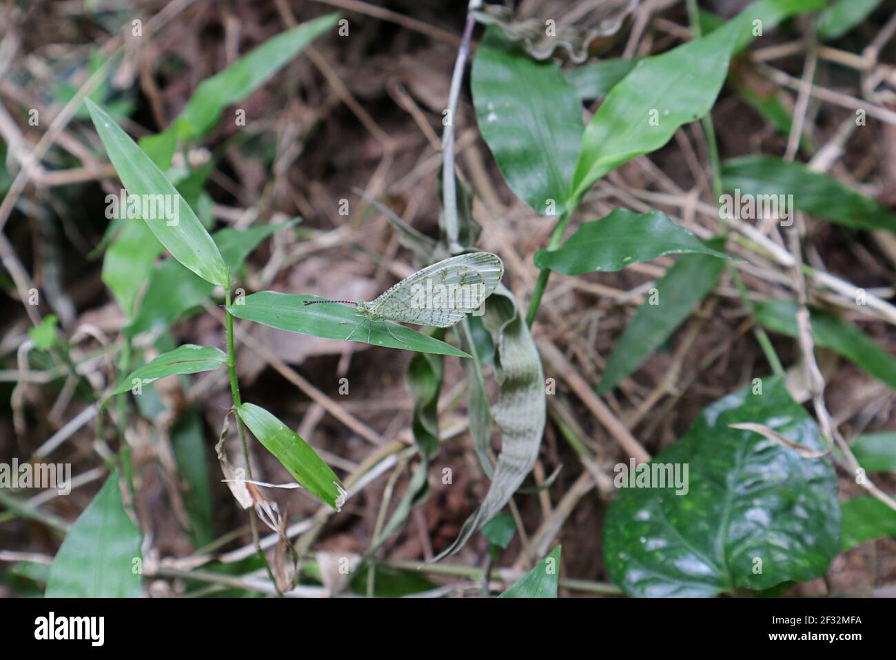 Una piccola farfalla bianca Psiche su una foglia d'erba Foto Stock