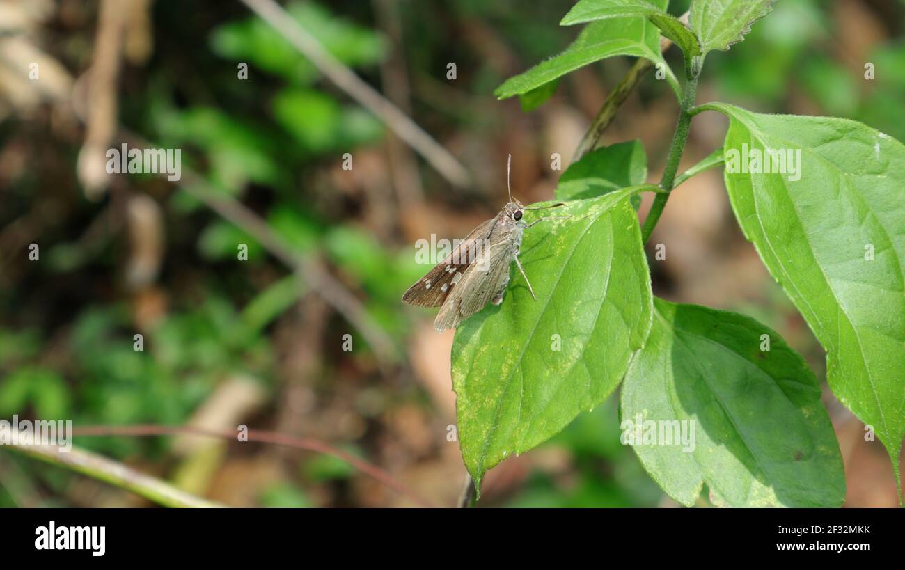 Primo piano di una farfalla di ceylon Swift su una foglia Foto Stock