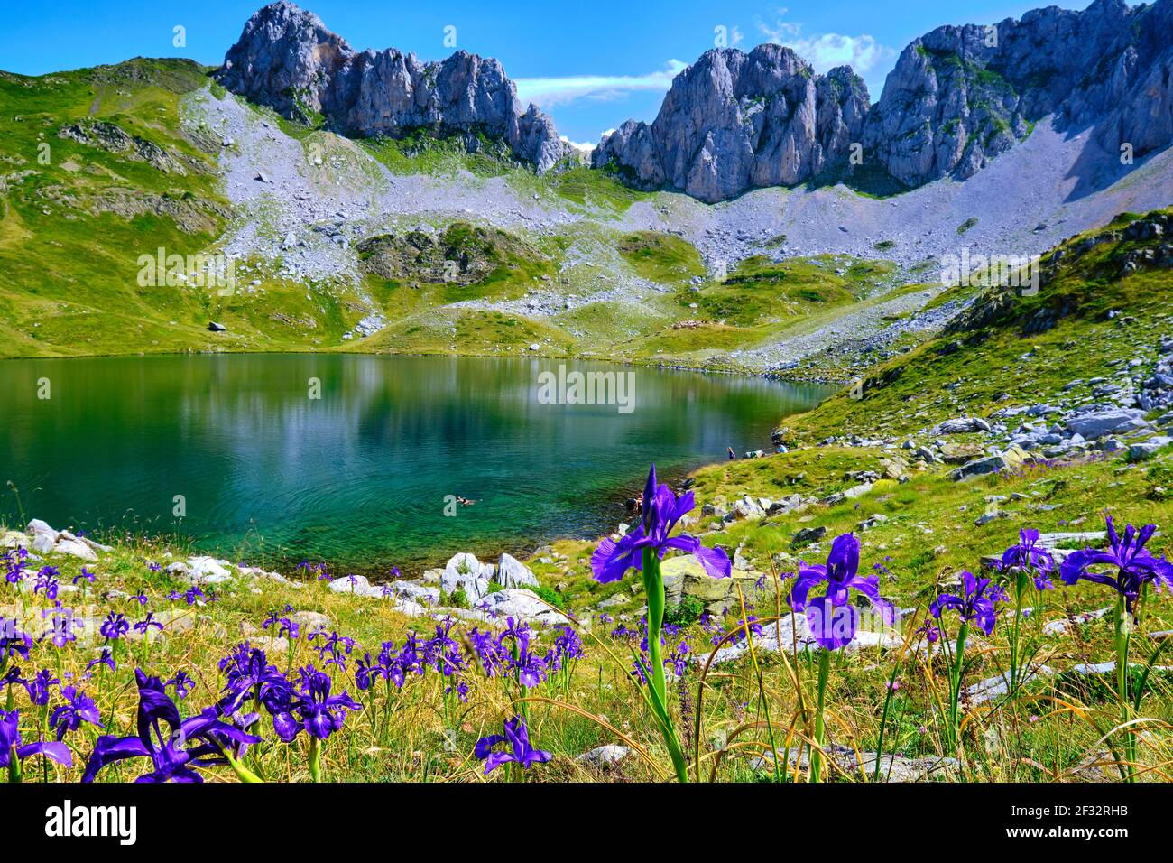 Fiori di iride inglese (Iris latifolia) e il lago di montagna glaciar. Via IBON de Acherito. Parco Naturale Valles Occidentales. Huesca, Aragona, Spagna, Euro Foto Stock