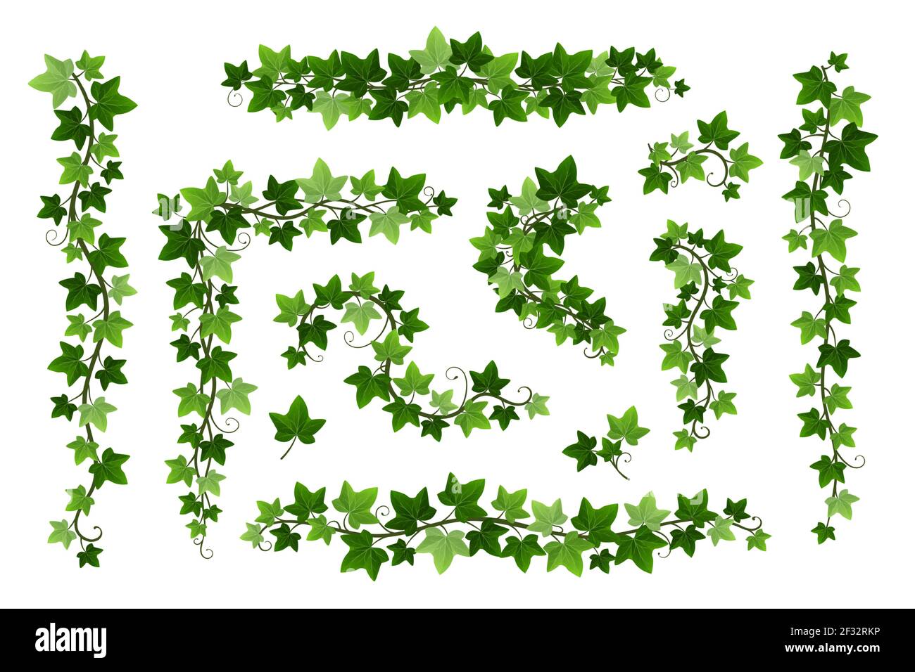 Diramazioni superridotte in edera verde isolate su sfondo bianco. Cornici e bordi della vite Hedera, elemento di disegno botanico. Illustrazione vettoriale di appendere o. Illustrazione Vettoriale