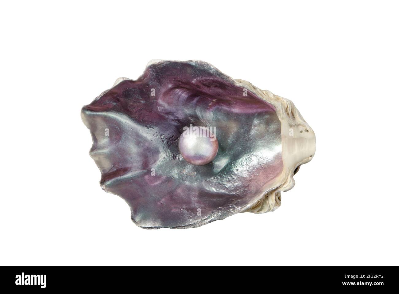 Perla lucida nella conchiglia viola iridescente di ostriche isolato su bianco Foto Stock