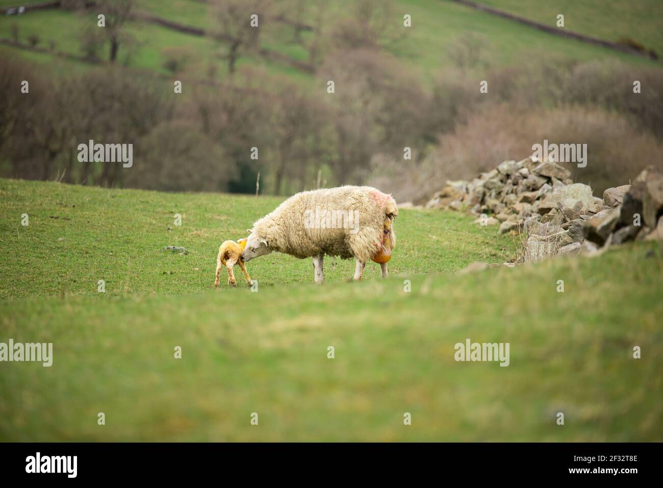 pecora bianca che dà alla nascita aglando outgoors su erba verde campo prato Foto Stock