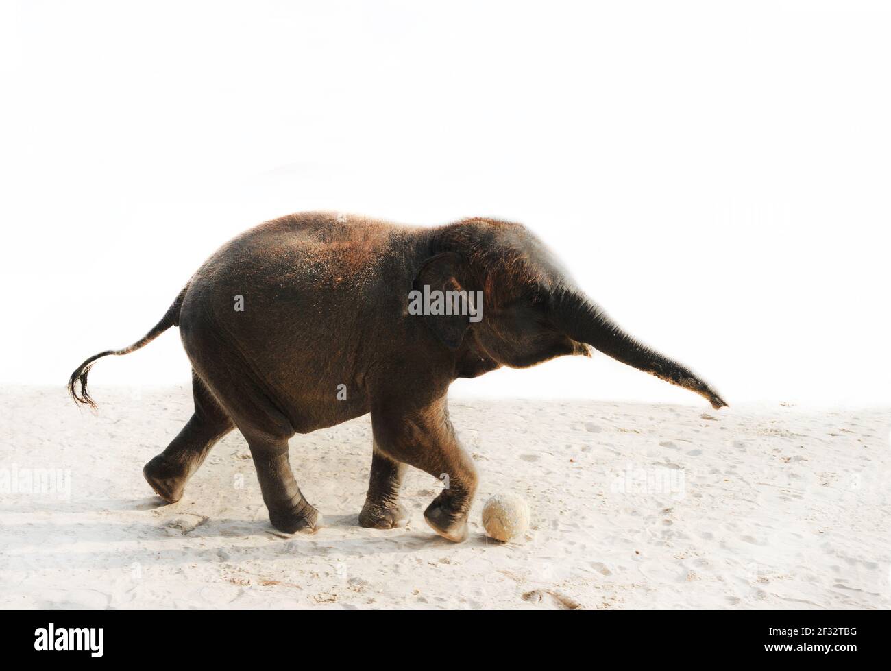Elephant con calcio sulla spiaggia. Khao Lak. Lak Isola, Thailandia Foto Stock