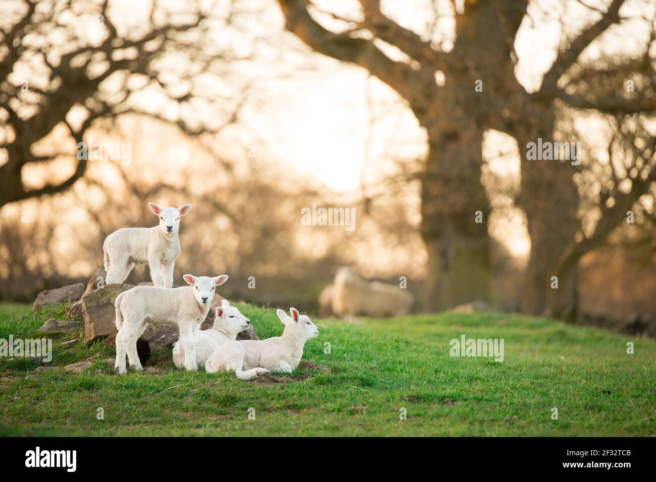 quattro agnelli bianchi giovani che guardano nell'erba verde dei prati in azienda Foto Stock