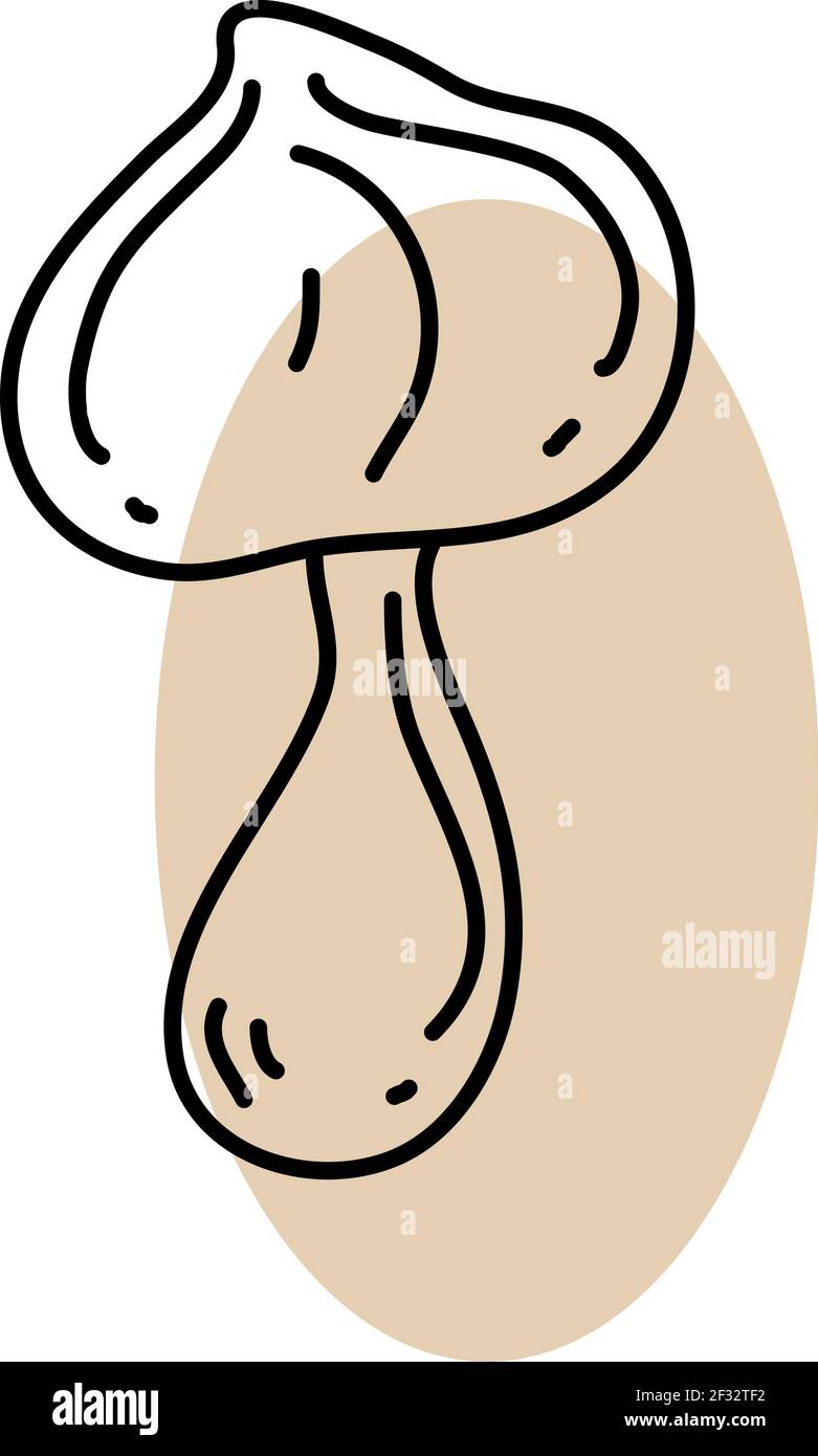 Fungo Toadstool, illustrazione, vettore su sfondo bianco Illustrazione Vettoriale