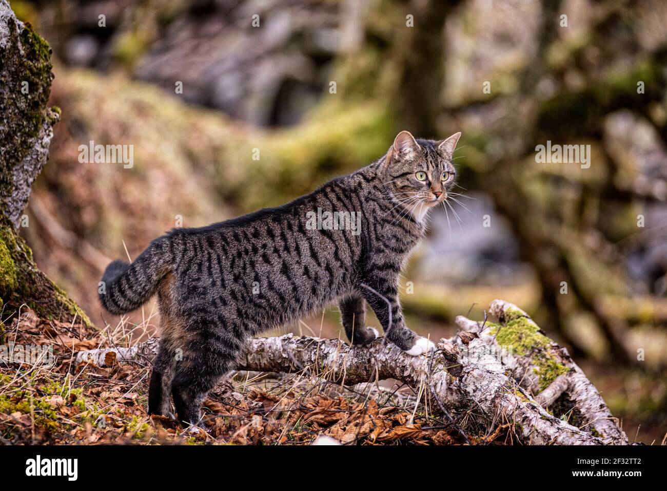 Morag the Cat out per un'avventura a Divach Woods vicino Drumnadrochit. Foto Stock