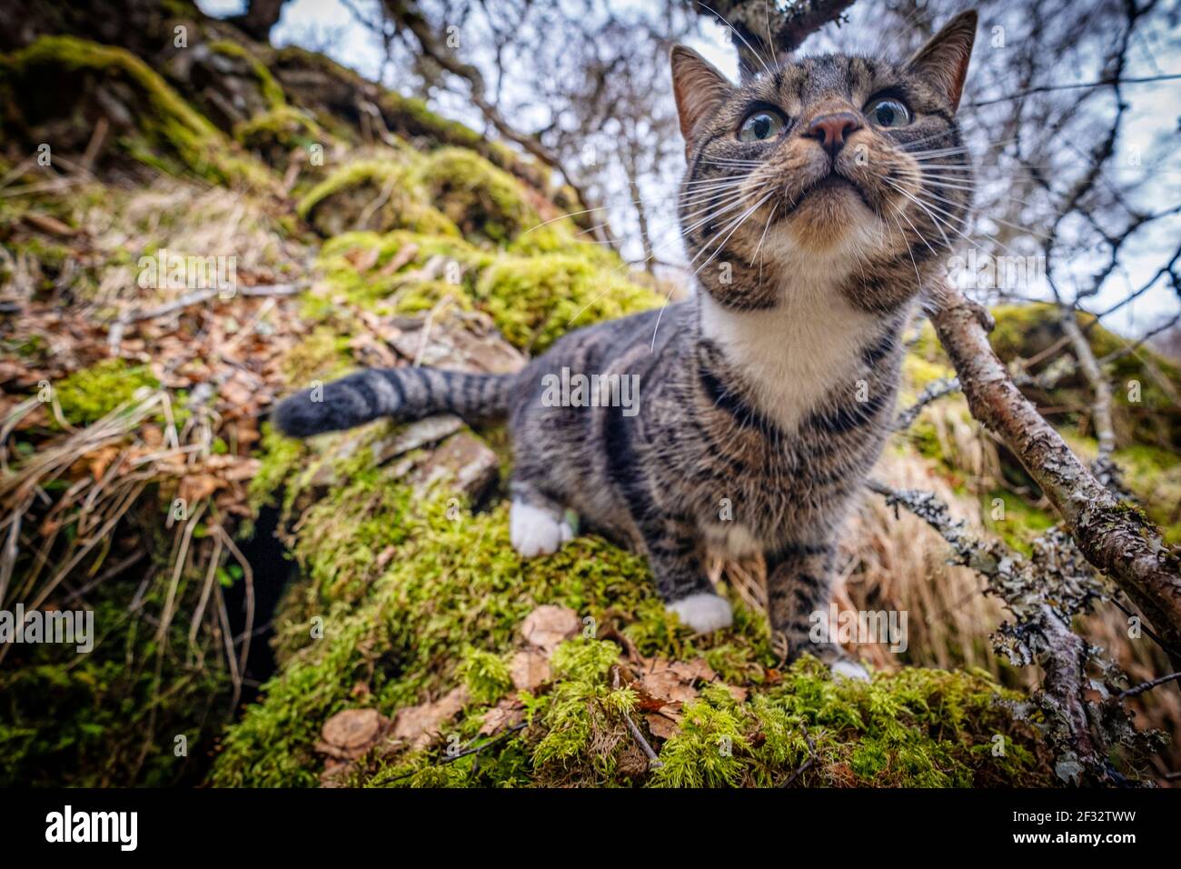 Morag fuori per un'avventura nel bosco dopo averci seguito per una passeggiata! Foto Stock