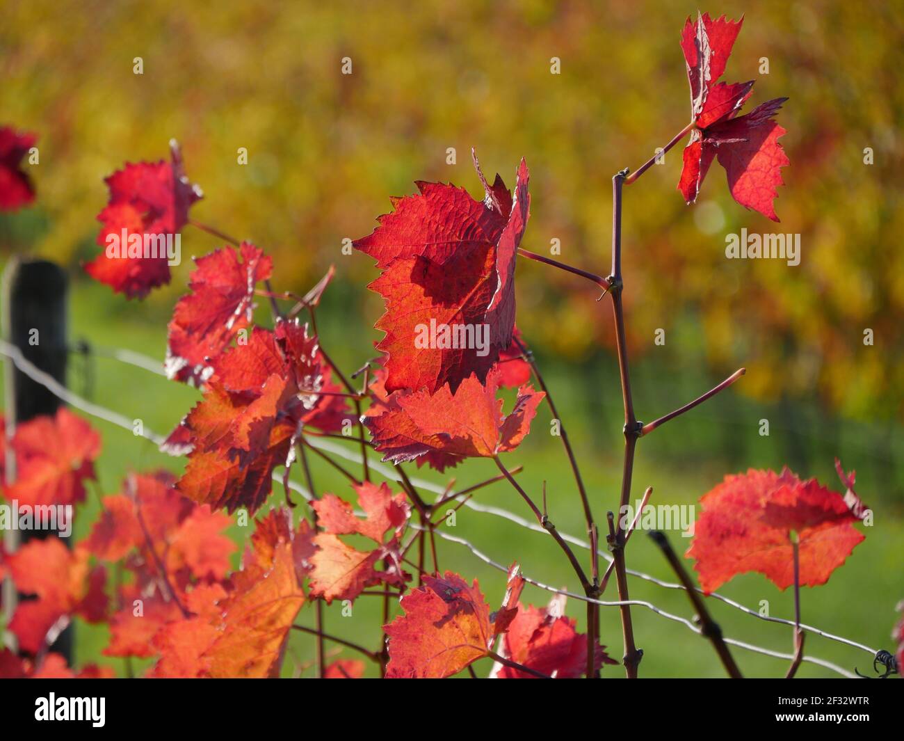 Il vino rosso autunnale lascia impigliare sulle viti nella viticoltura Zona Rhinehessen Foto Stock