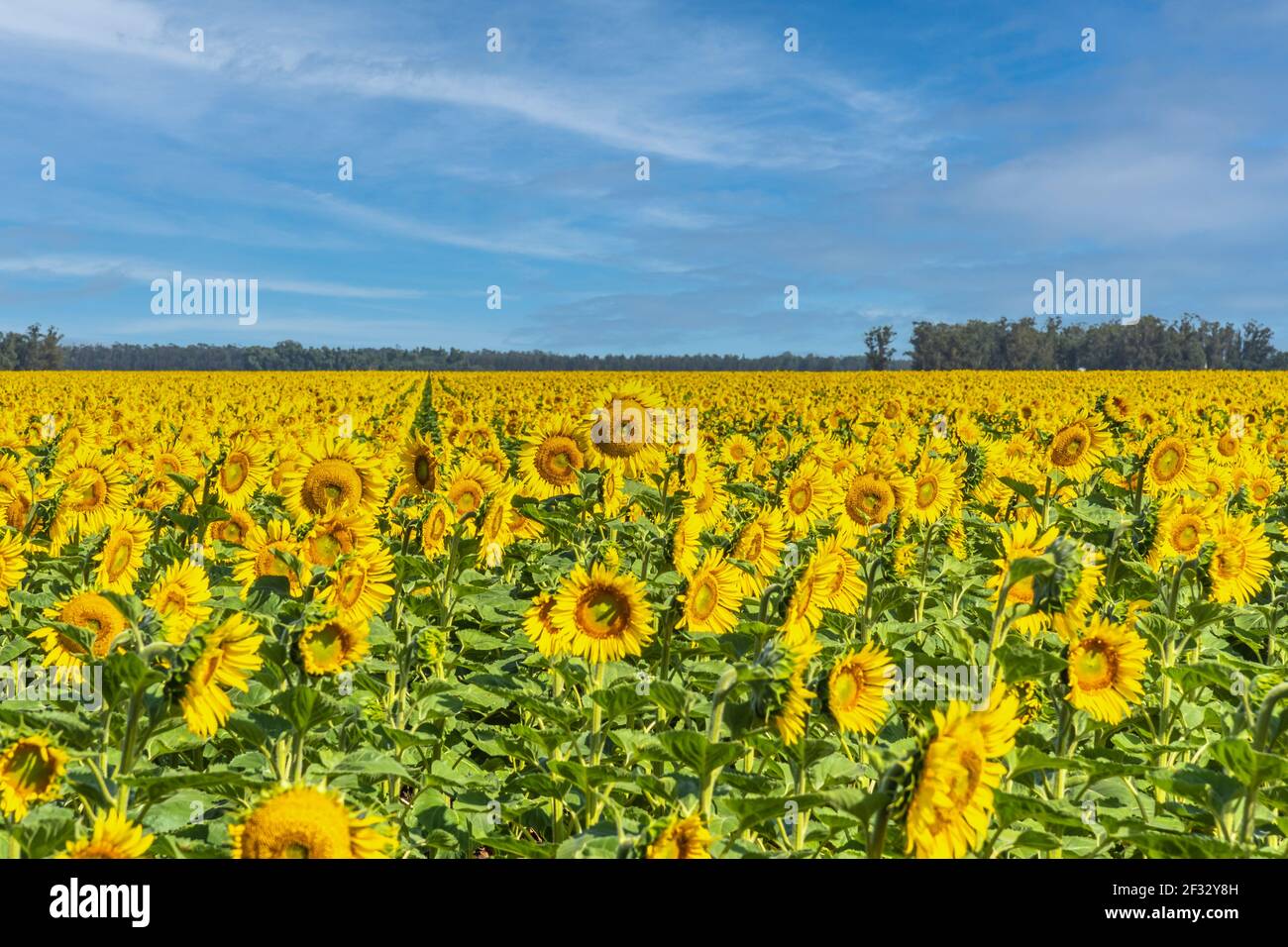 Campo di girasoli in fiore. Nello sfondo cielo blu con alcune nuvole. Foto Stock