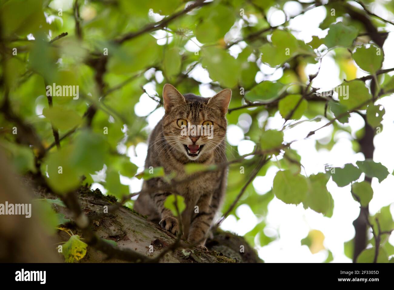 Cat In alto nella struttura ad albero della caccia Foto Stock