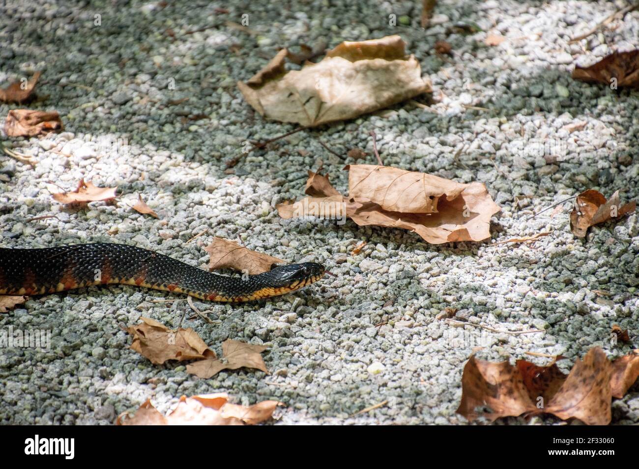 Un singolo serpente che scivola su un sentiero roccioso di ciottoli Foto Stock
