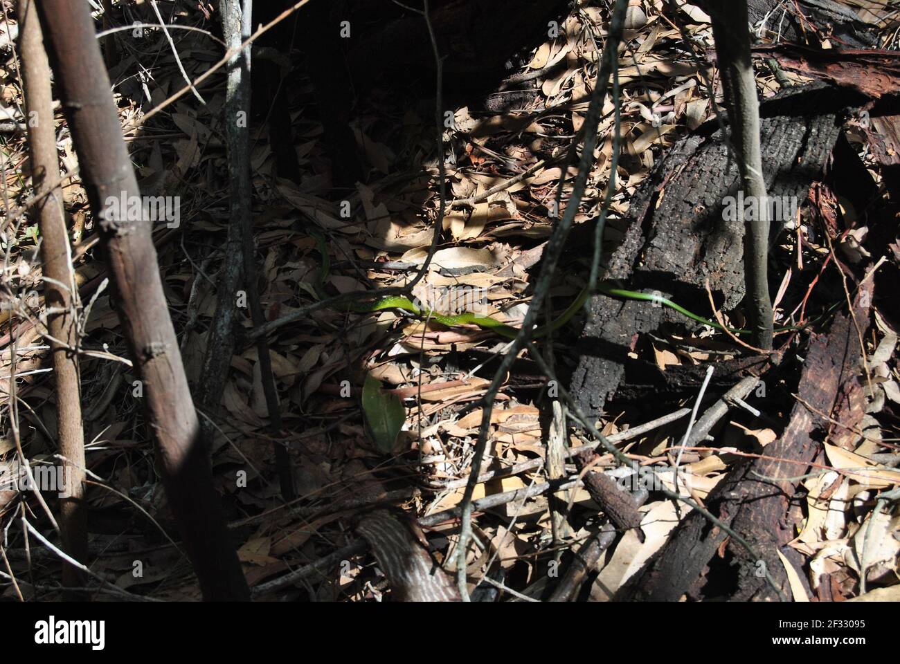 passeggiata forestale ed esplorazione per diversi buoni colpi di animali piante e formazioni naturali Foto Stock