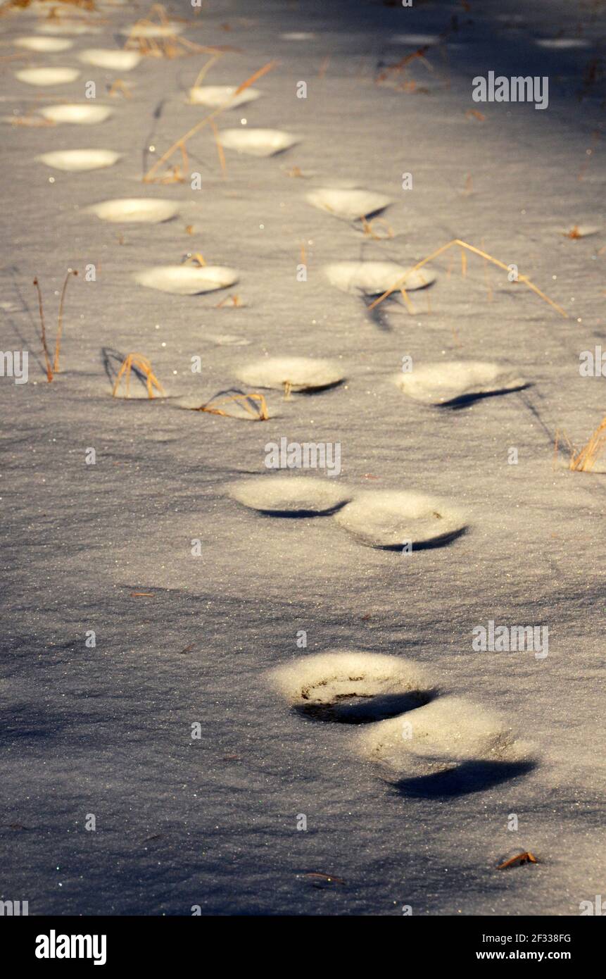 Piste di leoni di montagna nella neve. Yaak Valley nelle Purcell Mountains, Montana nord-occidentale. (Foto di Randy Beacham) Foto Stock