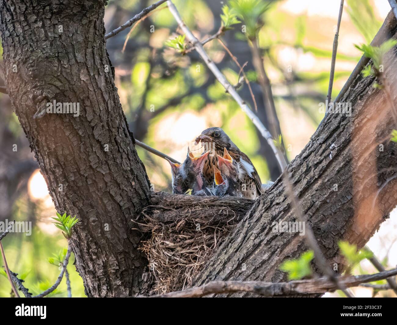 I pulcini che alimentano i pulcini con i lombrichi. Thrush, Turdus pilaris, con i neonati nel nido. Scena faunistica dalla foresta primaverile. Foto Stock