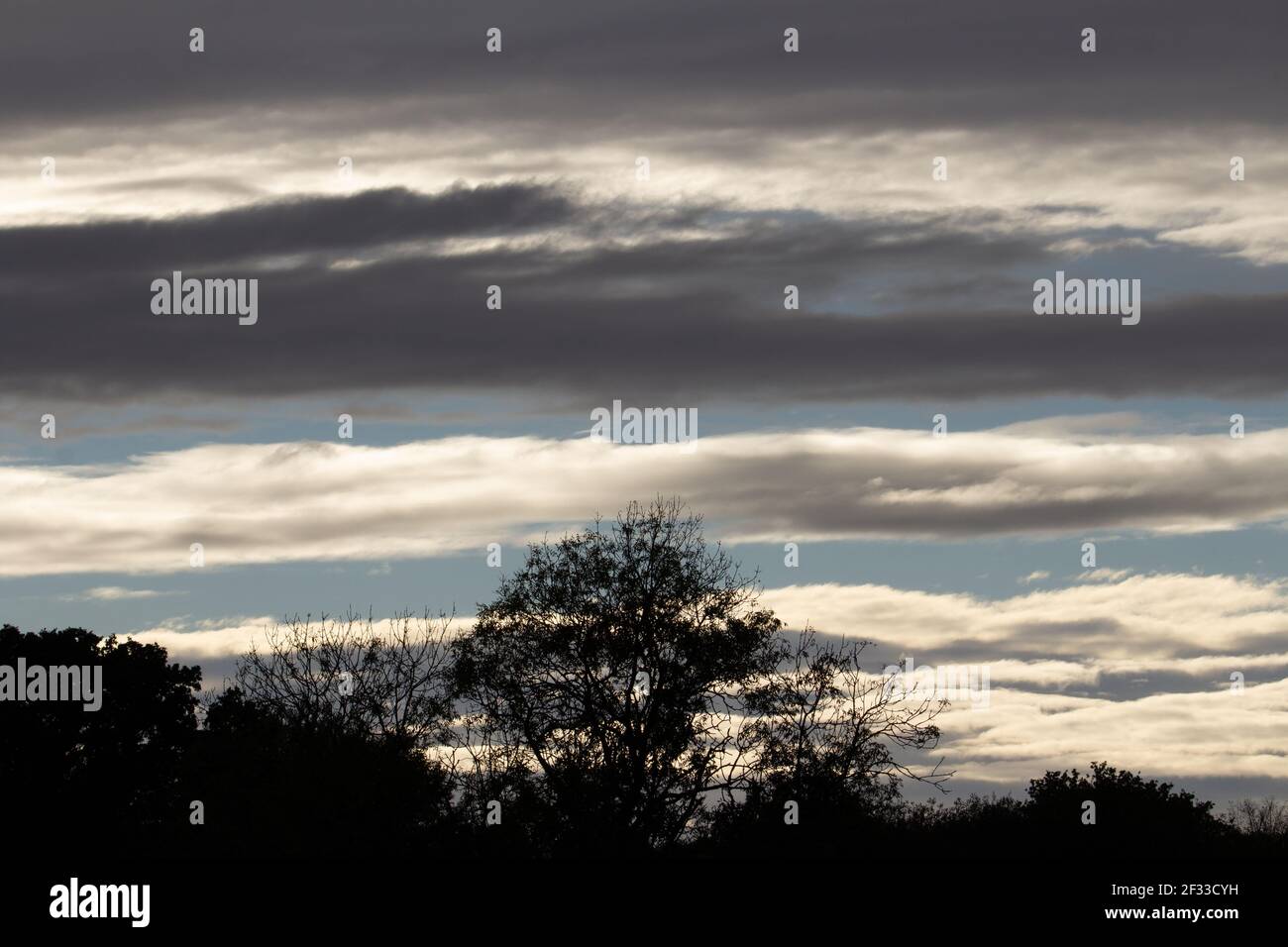 silhouette di alberi contro le nuvole tempesta e blu pallido cielo di sera Foto Stock
