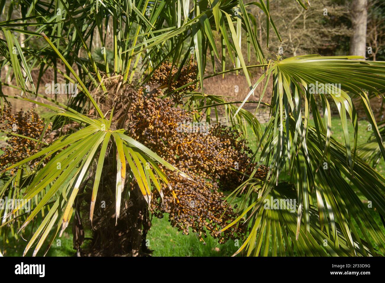 Evergreen Foliage e frutta secca su un Chusan o Cinese Mulino a vento Palm Tree (Trachycarpus Fortunei) che cresce in un Giardino nel Devon Rurale, Inghilterra, Regno Unito Foto Stock