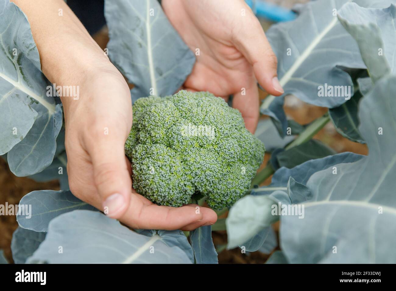Giardiniere mano che tiene la foglia di broccoli per controllare la qualità in azienda agricola biologica. Foto Stock
