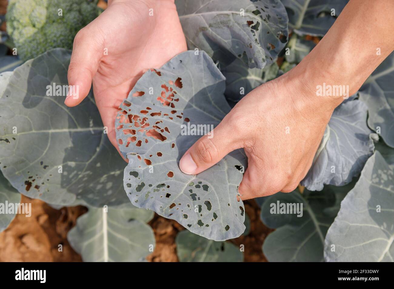 Giardiniere mano tenuta e ispezione di foglie di broccoli dopo essere stato distrutto da insetti in azienda agricola biologica. Foto Stock