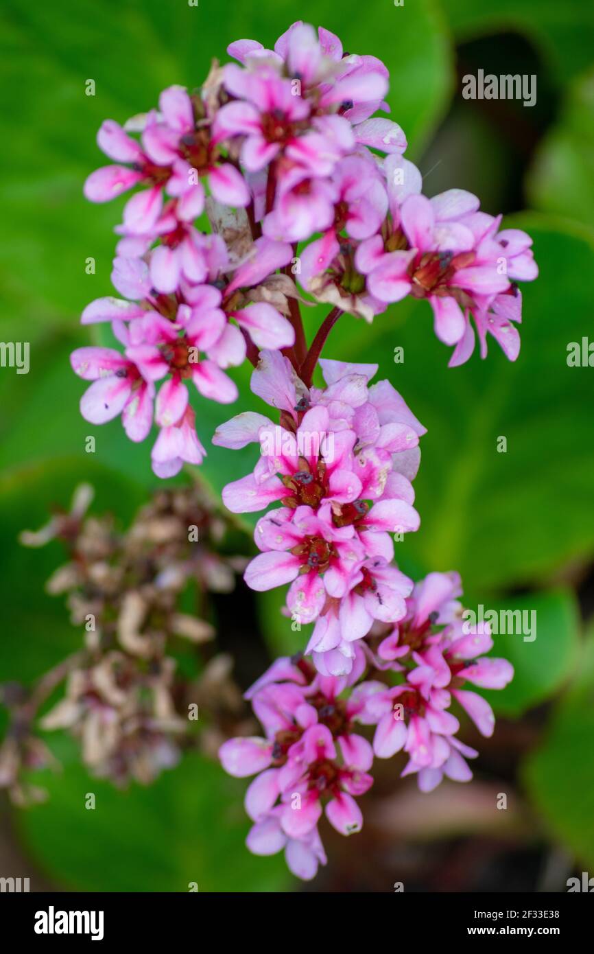 Bergenia crassifolia, specie vegetali del genere Bergenia. Heartleaf bergenia, pelle bergenia, fiore d'inverno, orecchie di elefante, badan, pigsqueak, Tè Siberiano. Foto Stock