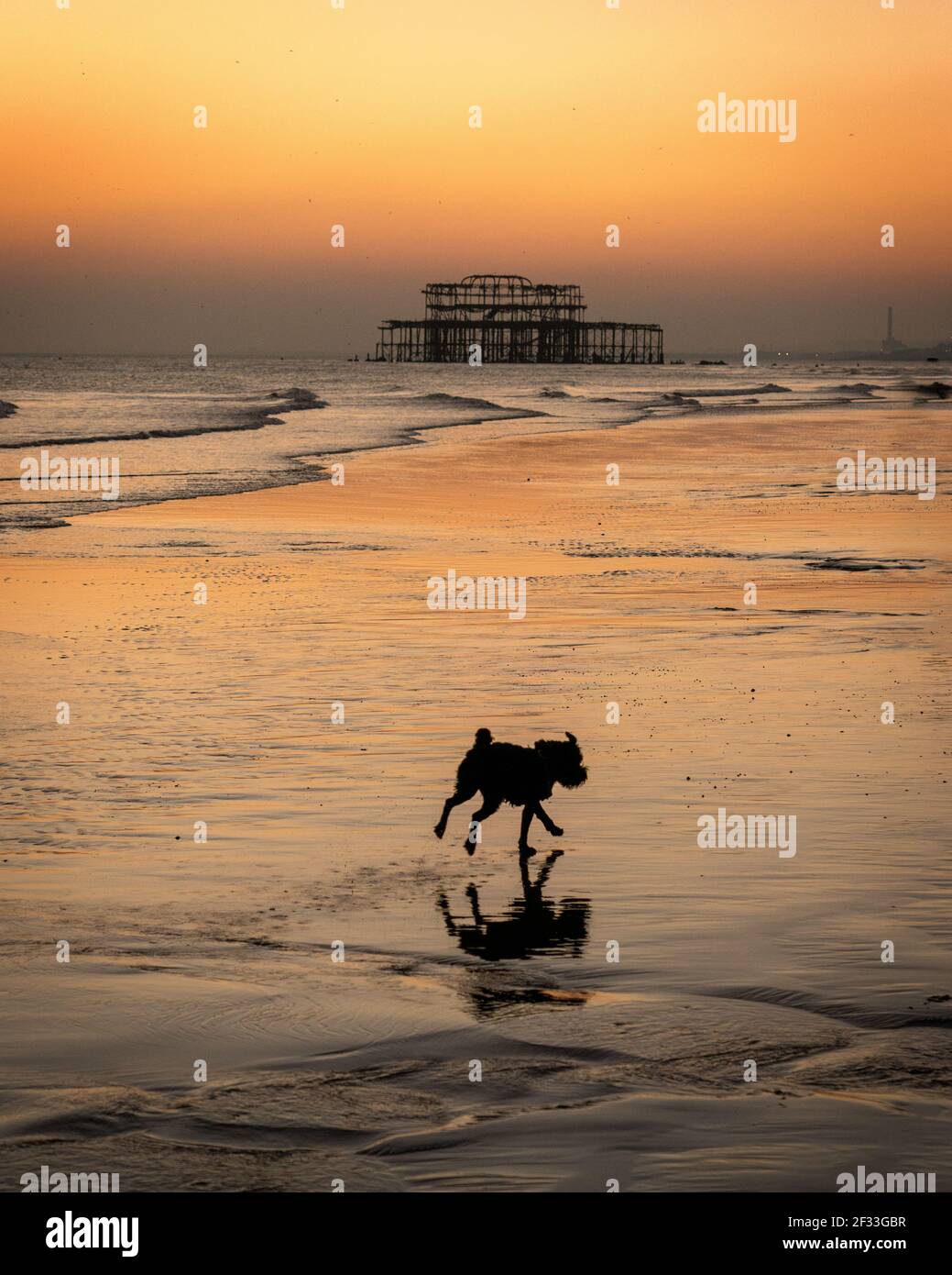 West Pier cane riflessione Foto Stock
